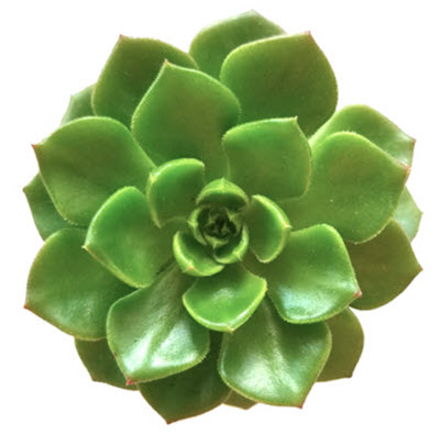 Letizia Echeveria